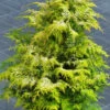 Zypresse Sunny Kiss 40-60cm - Chamaecyparis Lawsoniana -NR-01 Verkäufe Chamaecyparis lawsoniana Sunny Kiss1 1 1
