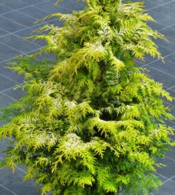 Zypresse Sunny Kiss 40-60cm - Chamaecyparis Lawsoniana
