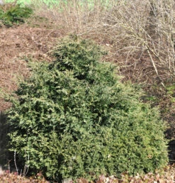 Kissenzypresse Caesia 50-60cm - Chamaecyparis Lawsoniana