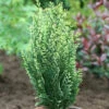 Weißbunte Scheinzypresse 30-40cm - Chamaecyparis Lawsoniana -NR-01 Verkäufe Chamaecyparis lawsoniana WhiteSpot