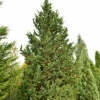 Gartenzypresse Wisselii 80-100cm - Chamaecyparis Lawsoniana 2 Gartenzypresse Wisselii 80-100cm - Chamaecyparis Lawsoniana -NR-01 Verkäufe Chamaecyparis lawsoniana Wisselii 1 1 1 1 1 1