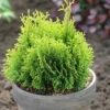 Gelbe Scheinzypresse Miky 25-30cm - Chamaecyparis Lawsoniana -NR-01 Verkäufe Chamaecyparis lawsonianaMiky 1