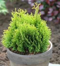 Gelbe Scheinzypresse Miky 20-25cm - Chamaecyparis Lawsoniana