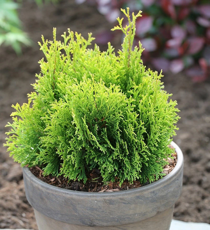Gelbe Scheinzypresse Miky 20-25cm - Chamaecyparis Lawsoniana 3 Gelbe Scheinzypresse Miky 20-25cm - Chamaecyparis Lawsoniana