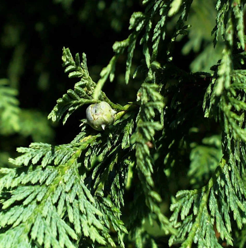 Blaue Nootka Scheinzypresse Glauca 40-50cm - Chamaecyparis Nootkatensis 3 Blaue Nootka Scheinzypresse Glauca 40-50cm - Chamaecyparis Nootkatensis