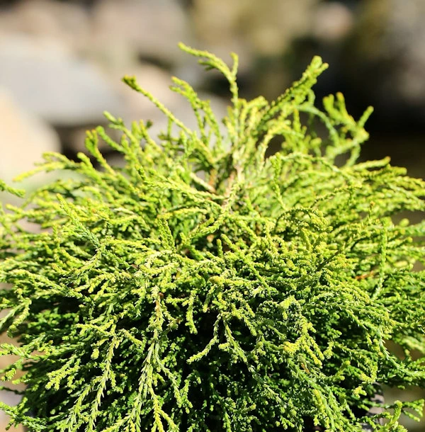 Hochstamm Gelbe Hinoki Scheinzypresse Gitte 60-80cm - Chamaecyparis Obtusa 3 Hochstamm Gelbe Hinoki Scheinzypresse Gitte 60-80cm - Chamaecyparis Obtusa