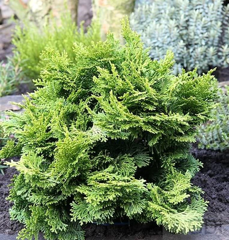 Hinoki Scheinzypresse 10-15cm - Chamaecyparis Obtusa 3 Hinoki Scheinzypresse 10-15cm - Chamaecyparis Obtusa