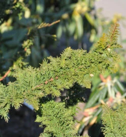 Hinoki Scheinzypresse Teddy Bear 15-20cm - Chamaecyparis Obtusa