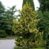 Zwerg Hinoki Scheinzypresse 40-50cm - Chamaecyparis Obtusa 2 Zwerg Hinoki Scheinzypresse 40-50cm - Chamaecyparis Obtusa -NR-01 Verkäufe Chamaecyparis obtusa Tetragona Aurea 1