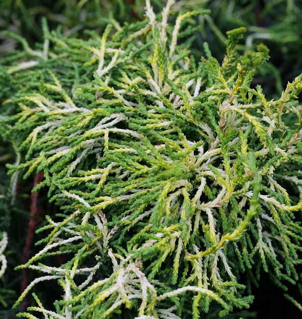 Hochstamm Gelbe Hinoki Scheinzypresse Tsatsumi Gold 40-60cm - Chamaecyparis Obtusa 3 Hochstamm Gelbe Hinoki Scheinzypresse Tsatsumi Gold 40-60cm - Chamaecyparis Obtusa