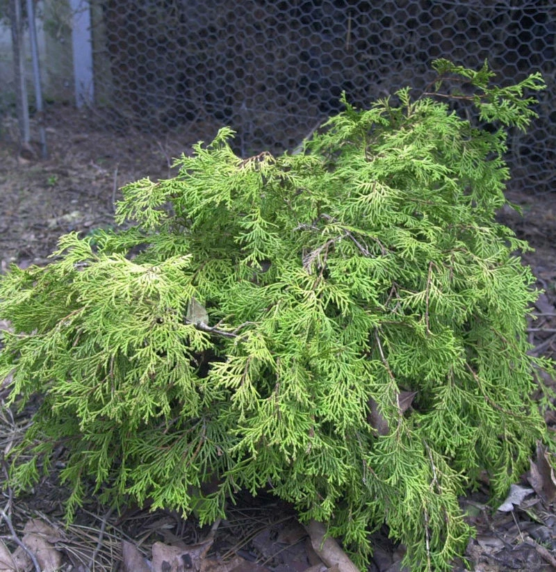 Breite Kissenzypresse Kamarachiba 15-20cm - Chamaecyparis Obtusa 3 Breite Kissenzypresse Kamarachiba 15-20cm - Chamaecyparis Obtusa