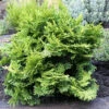 Hinoki Scheinzypresse 20-25cm - Chamaecyparis Obtusa 2 Hinoki Scheinzypresse 20-25cm - Chamaecyparis Obtusa -NR-01 Verkäufe Chamaecyparis obtusaPygmaea