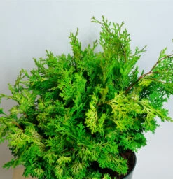 Muschelzypresse Rashahiba 25-30cm - Chamaecyparis Obtusa