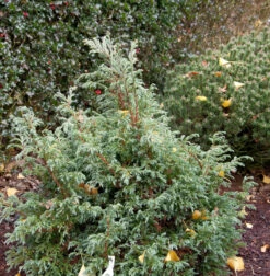 Zwerg Silberzypresse Baby Blue 25-30cm - Chamaecyparis Pisifera