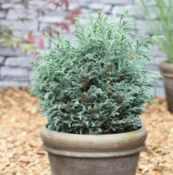 Scheinzypresse Blue Moon® 25-30cm - Chamaecyparis Pisifera