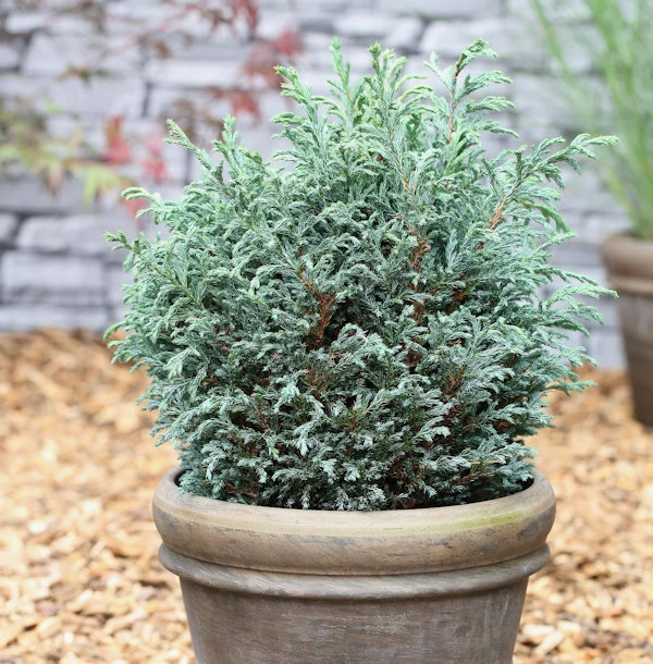 Scheinzypresse Blue Moon® 25-30cm - Chamaecyparis Pisifera 3 Scheinzypresse Blue Moon® 25-30cm - Chamaecyparis Pisifera
