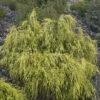 Gelbe Fadenzypresse 15-20cm - Chamaecyparis Pisifera -NR-01 Verkäufe Chamaecyparis pisifera Filifera Aurea Nana 1