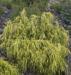 Gelbe Fadenzypresse 15-20cm - Chamaecyparis Pisifera