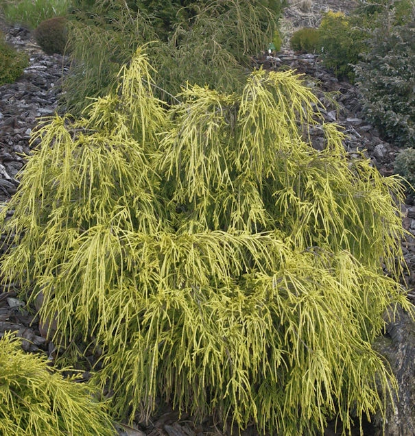 Gelbe Fadenzypresse 15-20cm - Chamaecyparis Pisifera 3 Gelbe Fadenzypresse 15-20cm - Chamaecyparis Pisifera