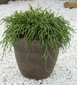 Grüne Fadenzypresse 15-20cm - Chamaecyparis Pisifera