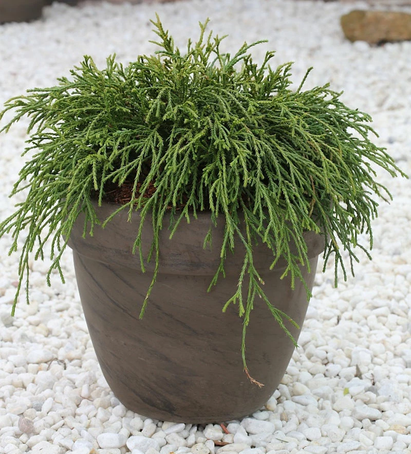 Grüne Fadenzypresse 20-25cm - Chamaecyparis Pisifera 3 Grüne Fadenzypresse 20-25cm - Chamaecyparis Pisifera