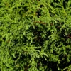 Fadenzypresse Minta 15-20cm - Chamaecyparis Pisifera