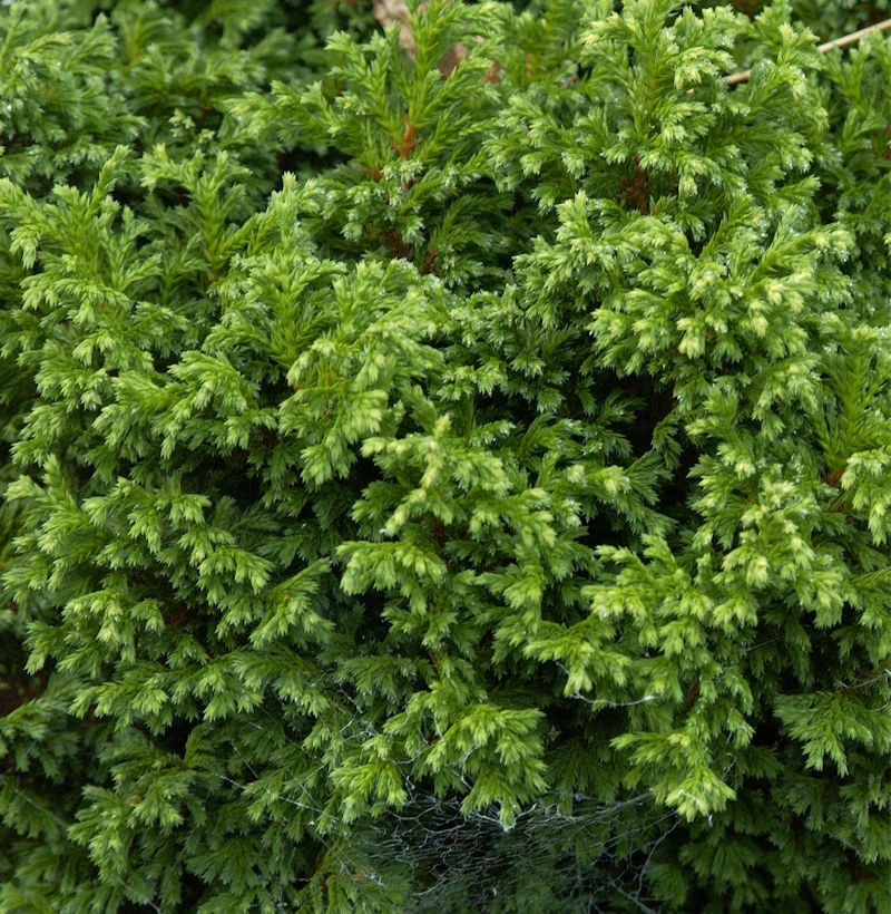 Hochstamm Gelbgrüne Zwergscheinzypresse 40-60cm - Chamaecyparis Pisifera 3 Hochstamm Gelbgrüne Zwergscheinzypresse 40-60cm - Chamaecyparis Pisifera