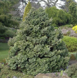 Silberzypresse Boulevard 40-60cm - Chamaecyparis Pisifera