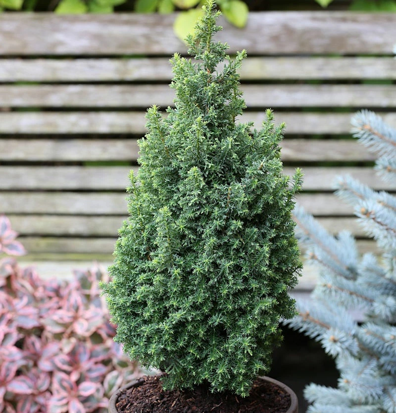 Kegelzypresse Top Point 20-25cm - Chamaecyparis Thyoides 3 Kegelzypresse Top Point 20-25cm - Chamaecyparis Thyoides
