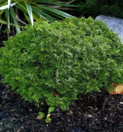 Scheinzypresse Tama Himuro 25-30cm - Chamaecyparis Pisifera