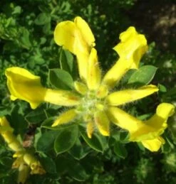 Österreichischer Ginster 20-30cm - Chamaecytisus Austriacus