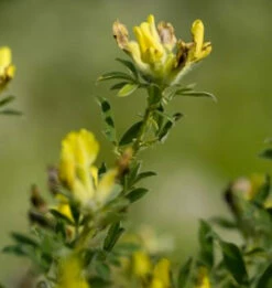 Behaarter Kopfginster 20-30cm - Chamaecytisus Hirsutus
