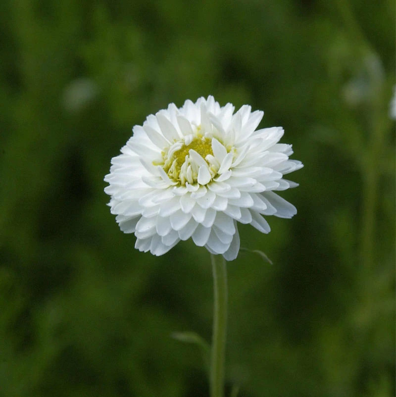 Gefüllte Römische Kamille - Chamaemelum Nobile 3 Gefüllte Römische Kamille - Chamaemelum Nobile