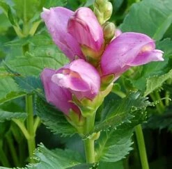 Schildblume - Chelone Obliqua