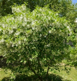 Virginischer Schneebaum 30-40cm - Chionanthus Virginicus
