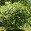 Virginischer Schneebaum 40-60cm - Chionanthus Virginicus