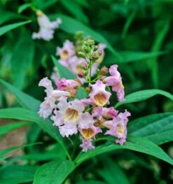 Sommerglocke Pink Dawn 100-125cm - Chitalpa Taschkensis