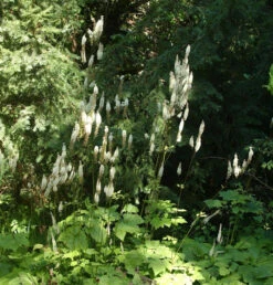 Lanzen Silberkerze - Cimicifuga Racemosa