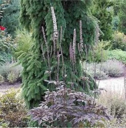 Traubensilberkerze Brunette - Großer Topf - Cimicifuga Ramosa