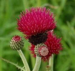Purpur Kratzdistel - Cirsium Rivulare