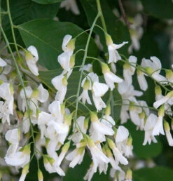 Amerikanisches Gelbholz 60-80cm - Cladrastis Kentukea