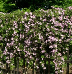 Berg Waldrebe Broughton Star 60-80cm - Clematis Montana