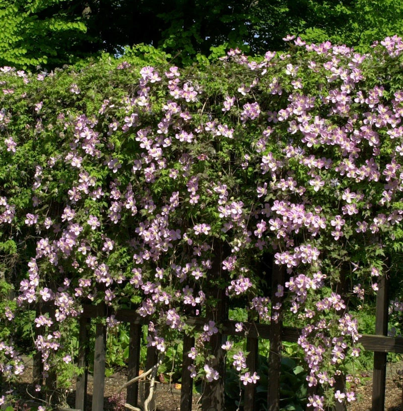 Berg Waldrebe Broughton Star 60-80cm - Clematis Montana 3 Berg Waldrebe Broughton Star 60-80cm - Clematis Montana