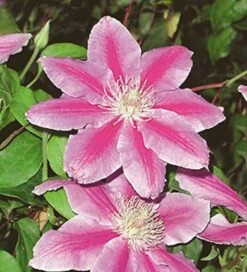 Waldrebe Dr Ruppel 60-80cm - Clematis