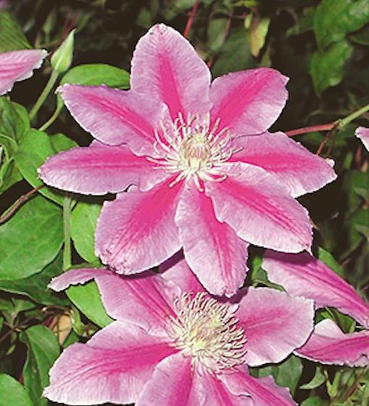 Waldrebe Dr Ruppel 60-80cm - Clematis 3 Waldrebe Dr Ruppel 60-80cm - Clematis