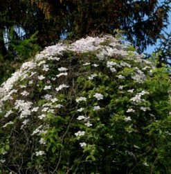 Berg Waldrebe Elizabeth 60-80cm - Clematis Montana