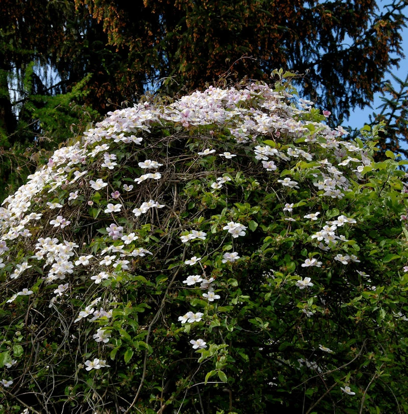 Berg Waldrebe Elizabeth 60-80cm - Clematis Montana 3 Berg Waldrebe Elizabeth 60-80cm - Clematis Montana