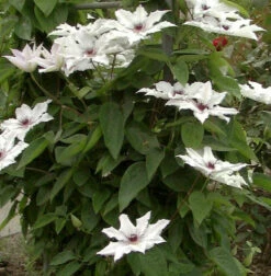 Evison Waldrebe Tsukiko 60-80cm - Clematis