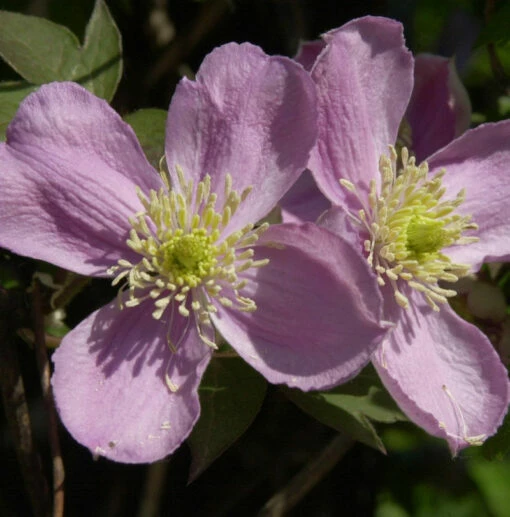 Berg Waldrebe Fragrant Spring 40-60cm - Clematis Montana 1 Berg Waldrebe Fragrant Spring 40-60cm - Clematis Montana -NR-01 Verkäufe Clematis Fragrant Spring 1