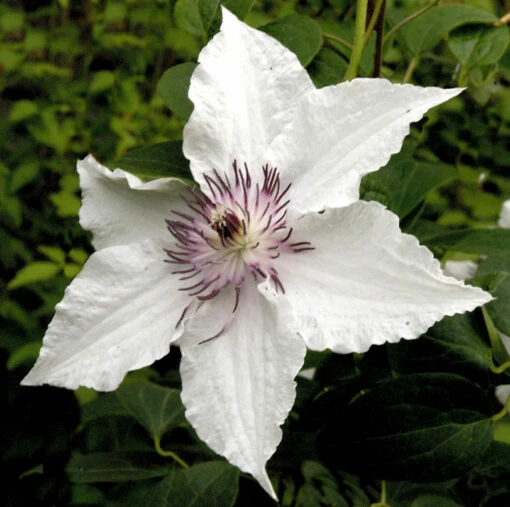Waldrebe Gladya Picard 40-60cm - Clematis 2 Waldrebe Gladya Picard 40-60cm - Clematis -NR-01 Verkäufe Clematis Gladya Picard 1